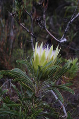 Protea longifolia