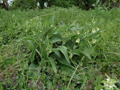 Symphytum officinale