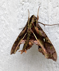 Hemeroplanes ornatus