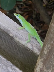 Anolis carolinensis
