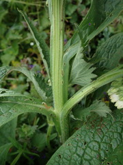 Symphytum officinale