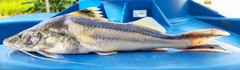 Pimelodus ornatus