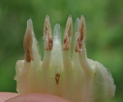 Symphytum officinale