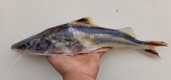Pimelodus ornatus
