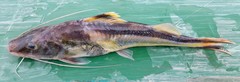 Pimelodus ornatus
