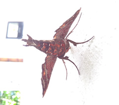 Hemeroplanes ornatus