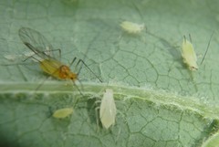 Illinoia liriodendri