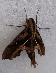 Hemeroplanes ornatus