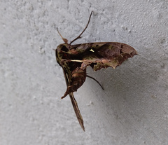 Hemeroplanes ornatus