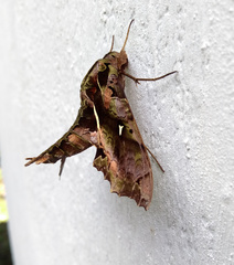 Hemeroplanes ornatus