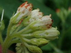 Symphytum officinale