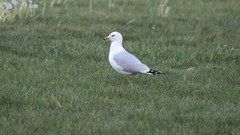 Larus delawarensis
