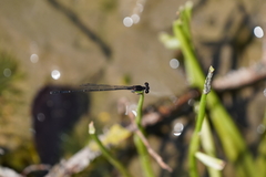 Prodasineura autumnalis