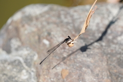 Prodasineura autumnalis