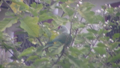 Ptilinopus porphyraceus
