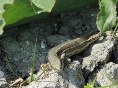 Podarcis muralis
