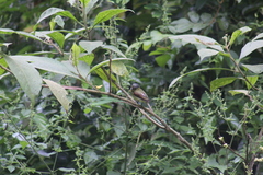 Pachyramphus versicolor