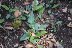 Tephroseris longifolia