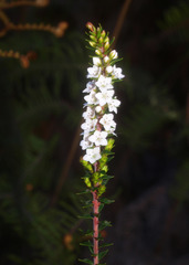 Epacris pauciflora