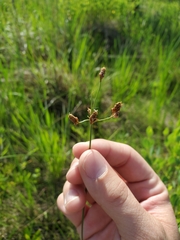 Fimbristylis puberula