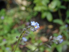 Myosotis arvensis