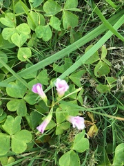 Oxalis