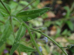 Myosotis arvensis