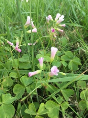 Oxalis