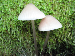 Mycena vitilis