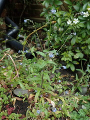 Myosotis arvensis