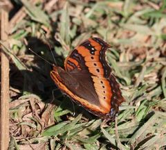 Precis ceryne ceryne