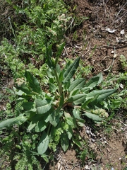 Rumex tuberosus