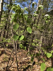 Viburnum lantanoides