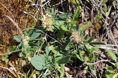 Anthyllis vulneraria carpatica