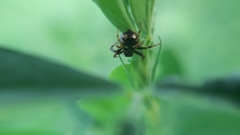 Synema globosum
