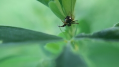 Synema globosum