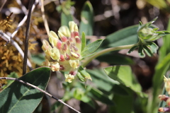 Anthyllis vulneraria carpatica