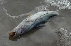 Centropomus undecimalis