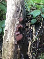 Auricularia auricula-judae