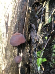 Auricularia auricula-judae