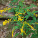 Elm-leaved Goldenrod - Photo (c) Peter Gorman, some rights reserved (CC BY-NC-SA)