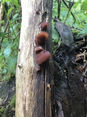 Auricularia auricula-judae