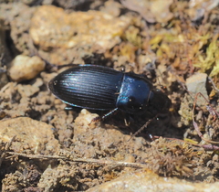 Harpalus dimidiatus