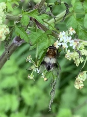 Leucozona lucorum
