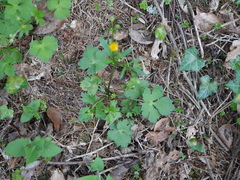 Ranunculus tuberosus