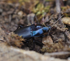 Harpalus dimidiatus