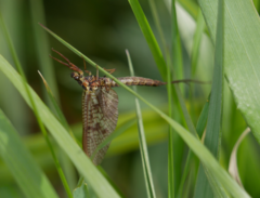 Ephemera vulgata