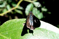 Vettius phyllus
