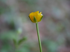 Ranunculus tuberosus