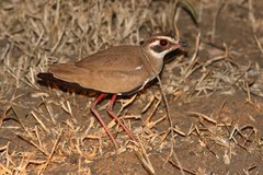 Rhinoptilus chalcopterus